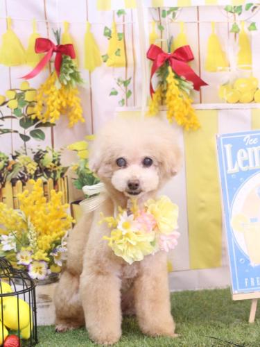 20240414HONEYちゃん